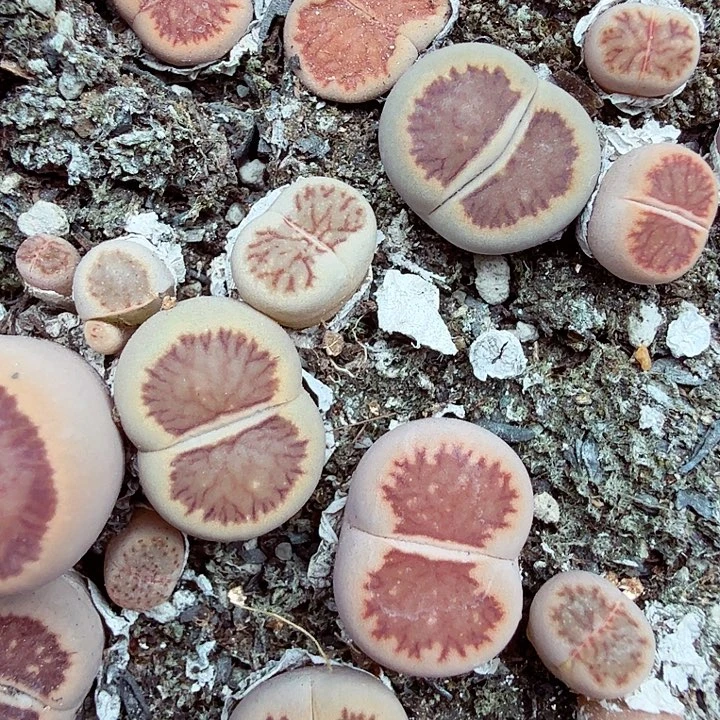 你不给别人的时间219这个