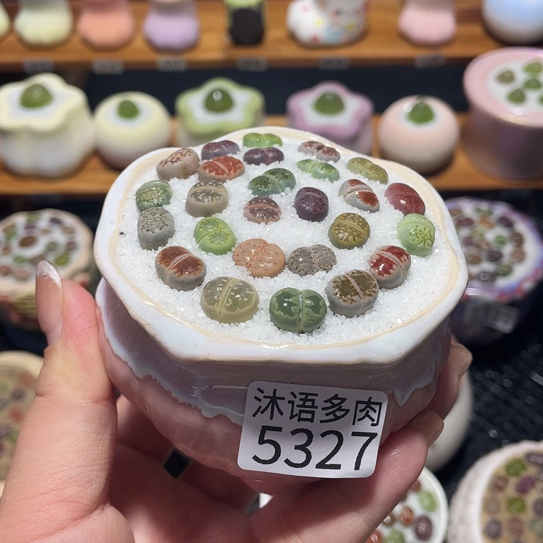 带盆土植物 一物一拍5327