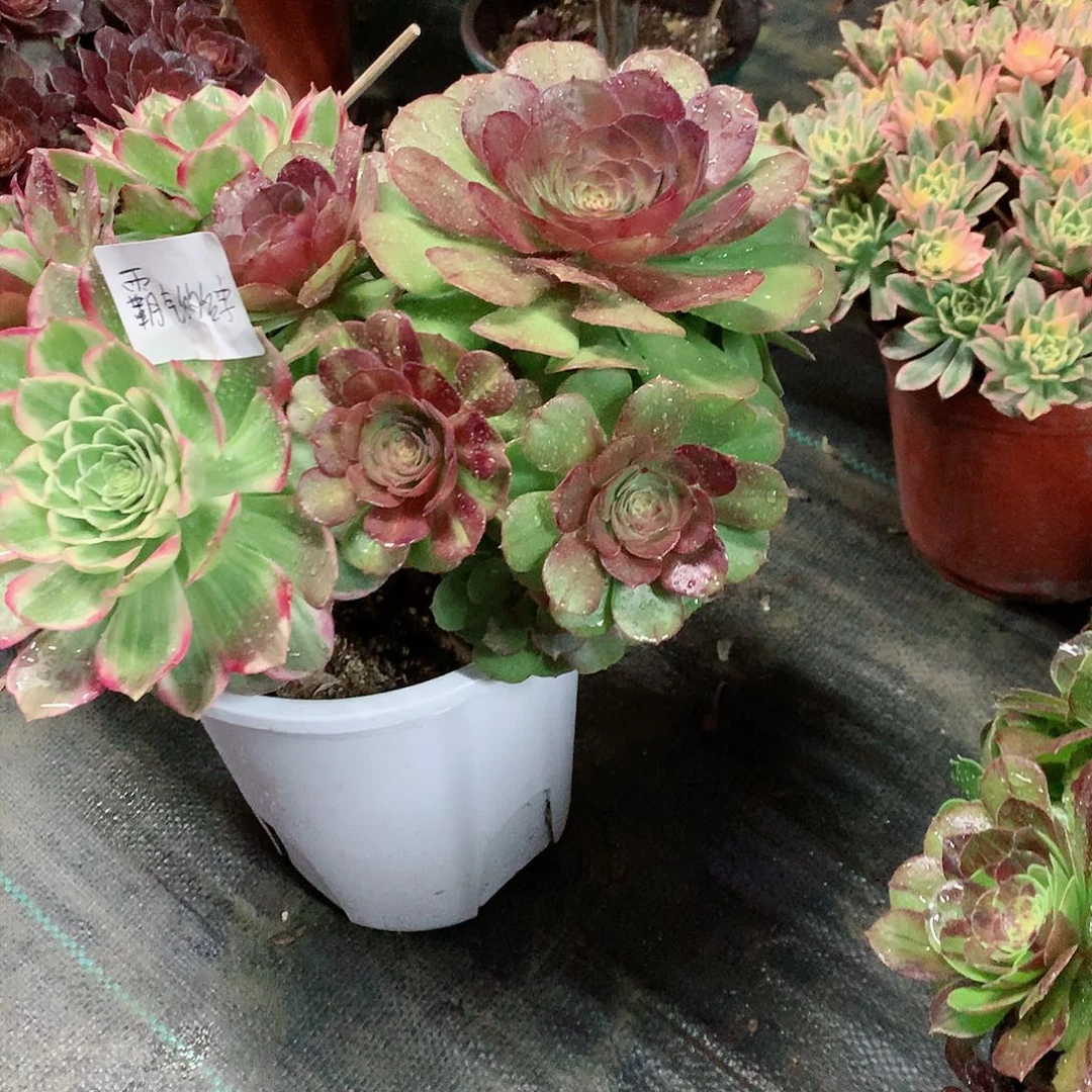 【闪购商品】霸***字万彩灯阴阳，多肉