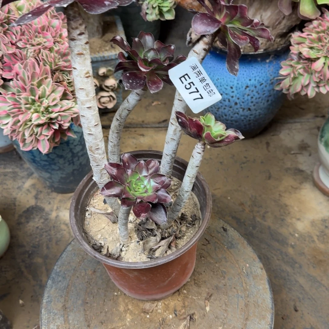 577无毒法师多肉多肉