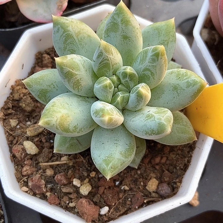 多肉植物伊丽莎白710