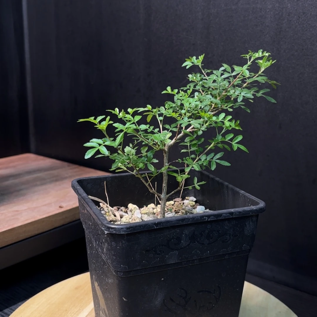 黧乳香实生小苗哈哈哈