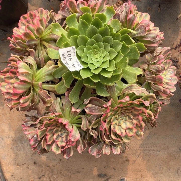 901佳丽大手捧多肉法师