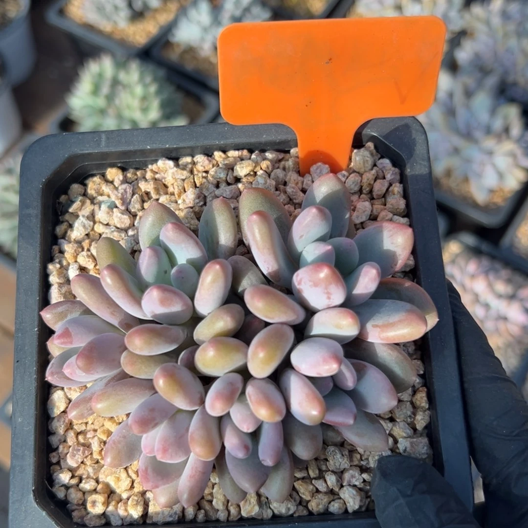 特价爱德蒙1111111111111