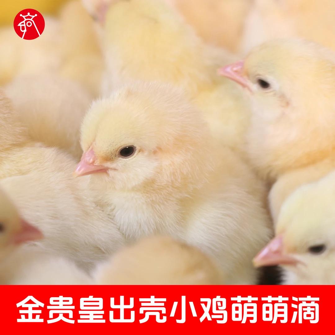 金贵皇古典三黄母可爱小萌鸡