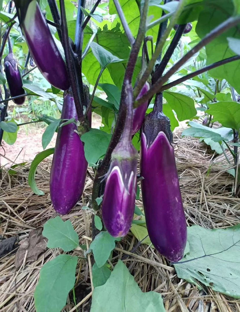 （农村好货）湖南农村老品种茄子