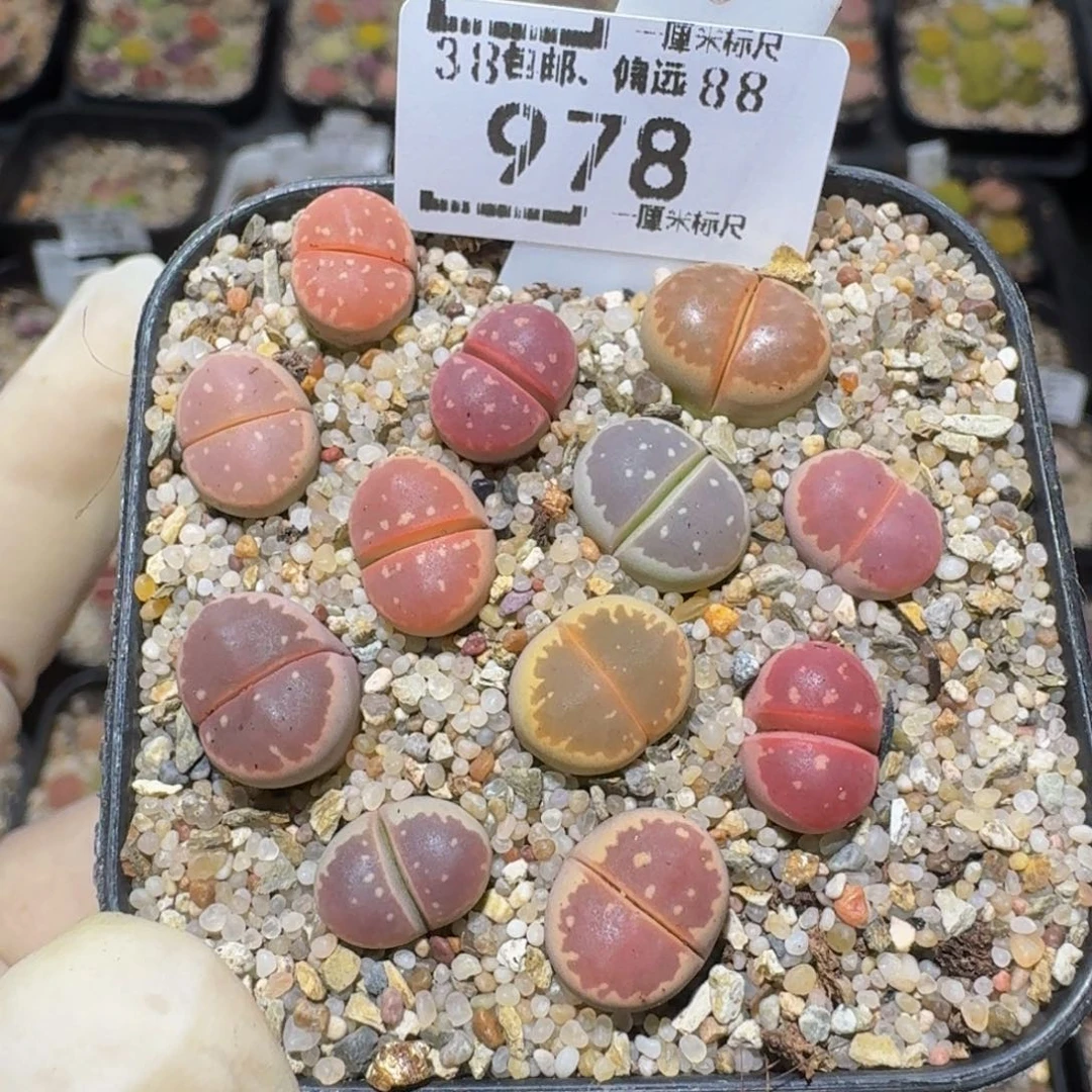 zzzz生石花肉锥978