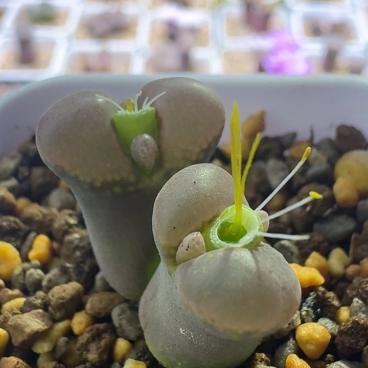 47号双头风铃一物一拍