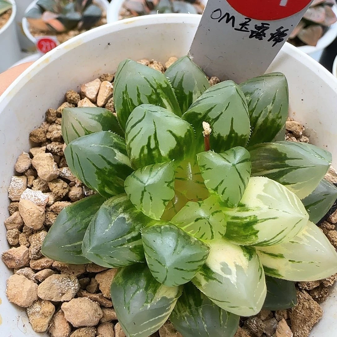 71号OM玉露锦一物一拍带盆土