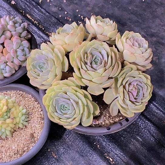 无花朵小*丁蓝色苍鹭