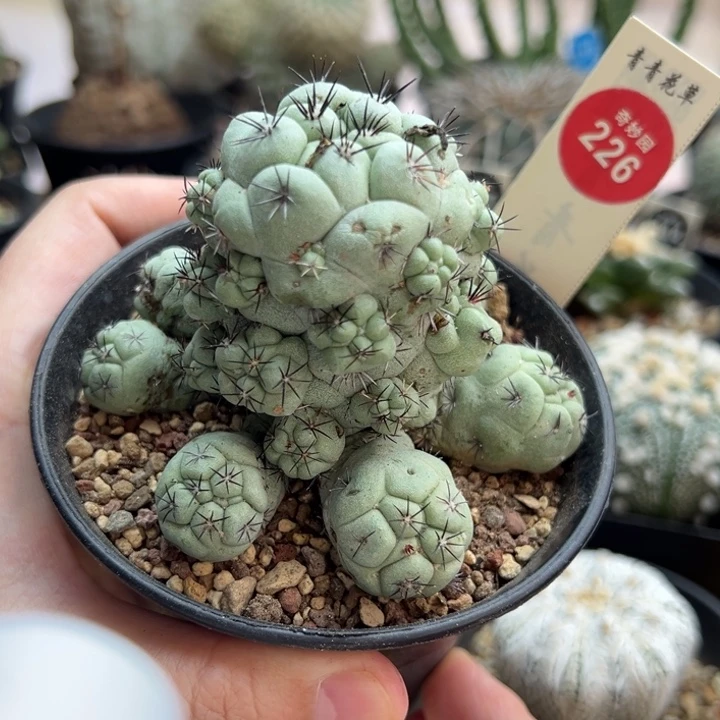 自根大尤帝王丸群一棵8.2cm