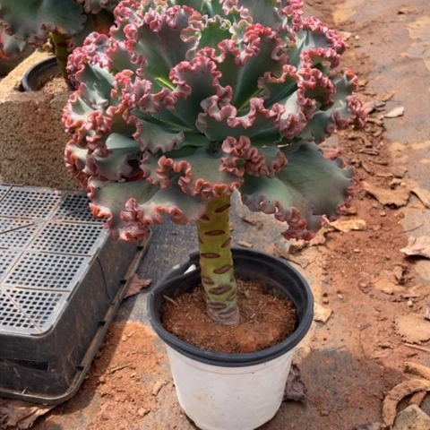 女王花笠冠幅 25 厘米三棵一组