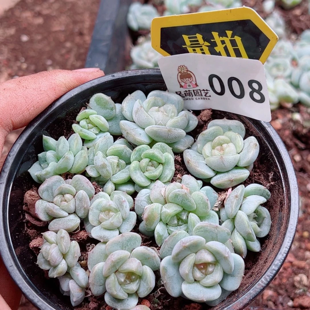 当前无花朵，栽培后可花朵