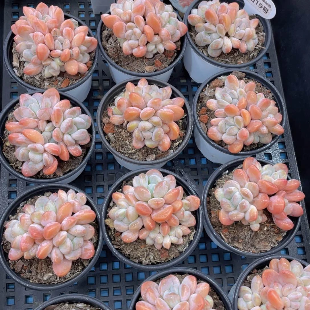 量拍19号丽芙美人群生老桩一个