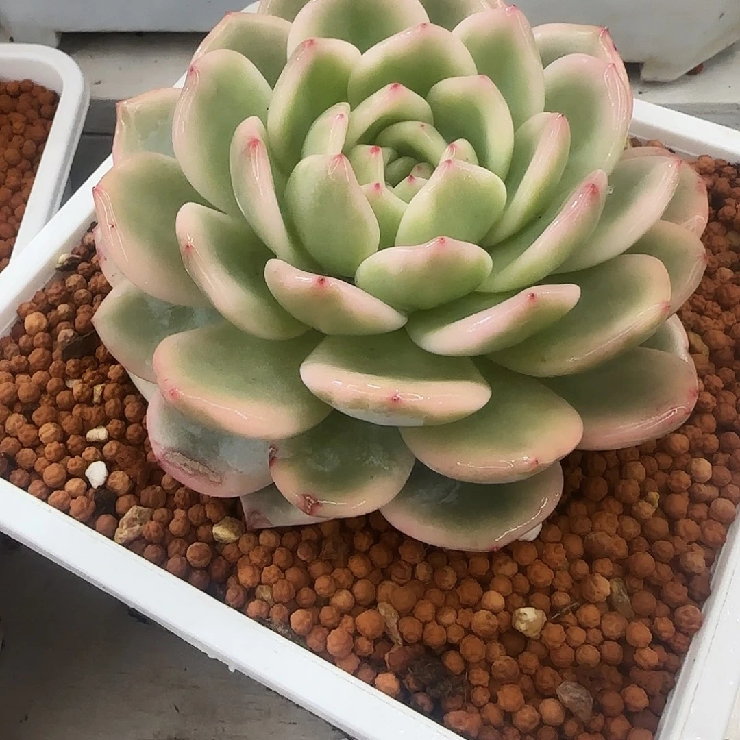 学****了梦露锦多肉学长