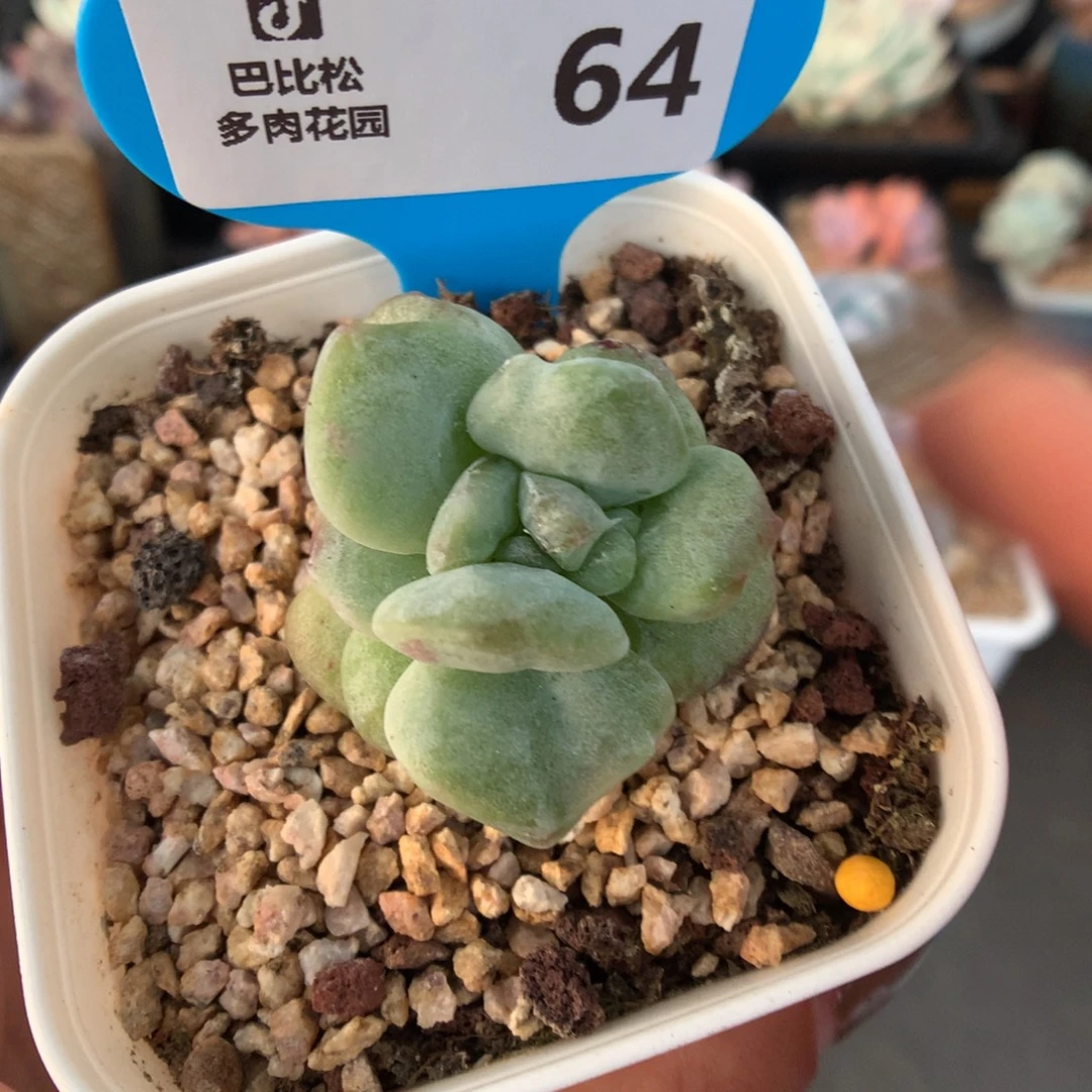 64冰玉石化多肉植物灭心