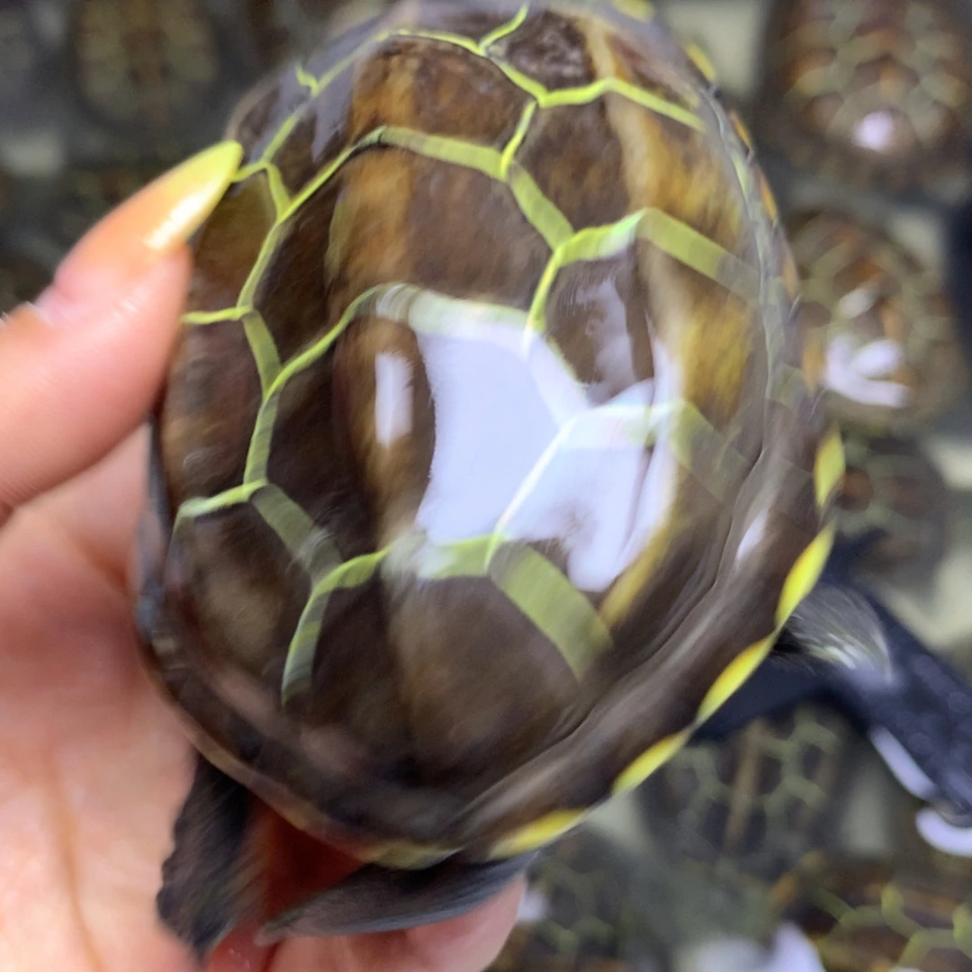 绿毛龟母中华草龟不分公母