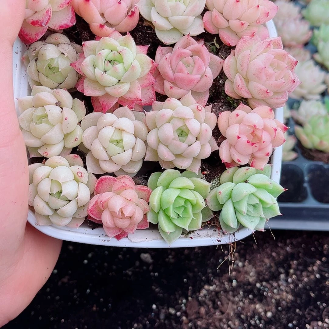 1-18 新疆西藏内蒙不发12.8包邮2-3公分多肉