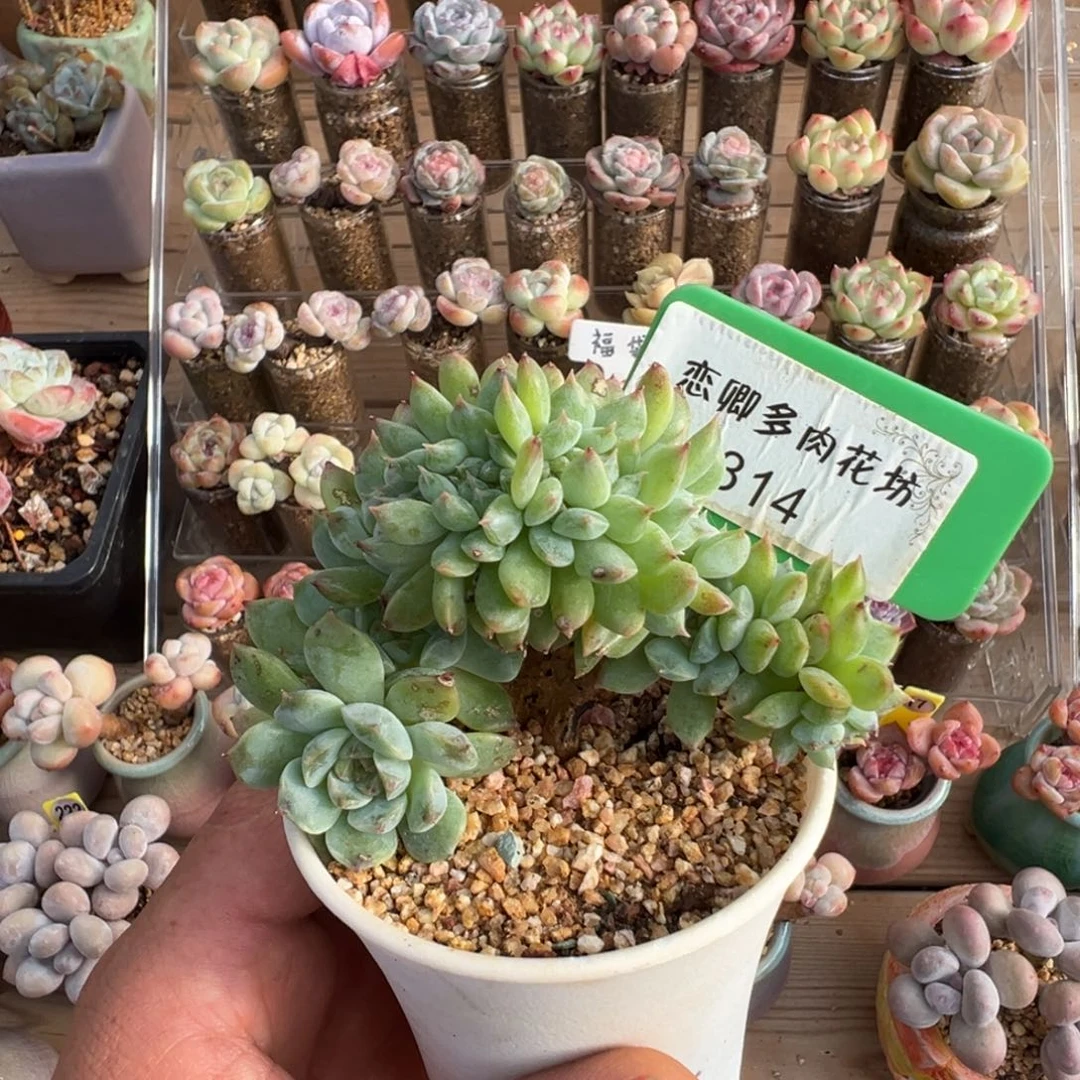 314糖心树缀老桩00000