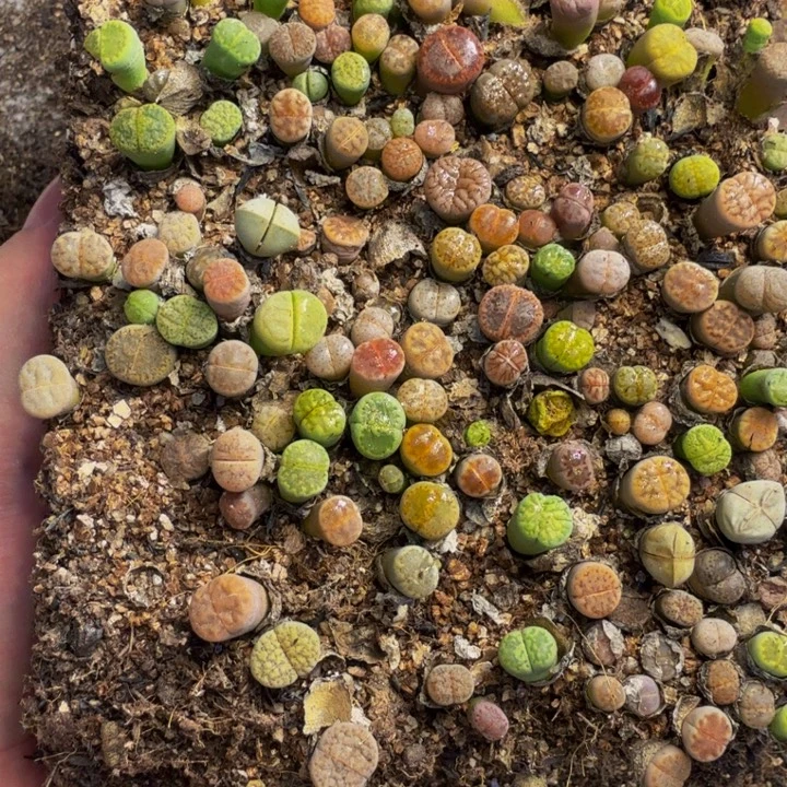芳***多肉植物的生长发育43