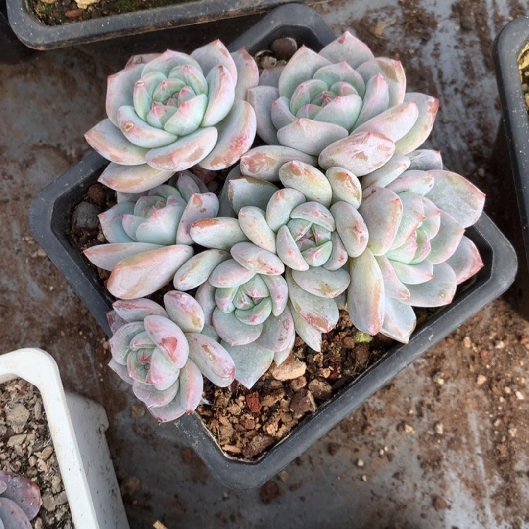 无花朵哈哈哈哈哈哈哈哈哈哈43