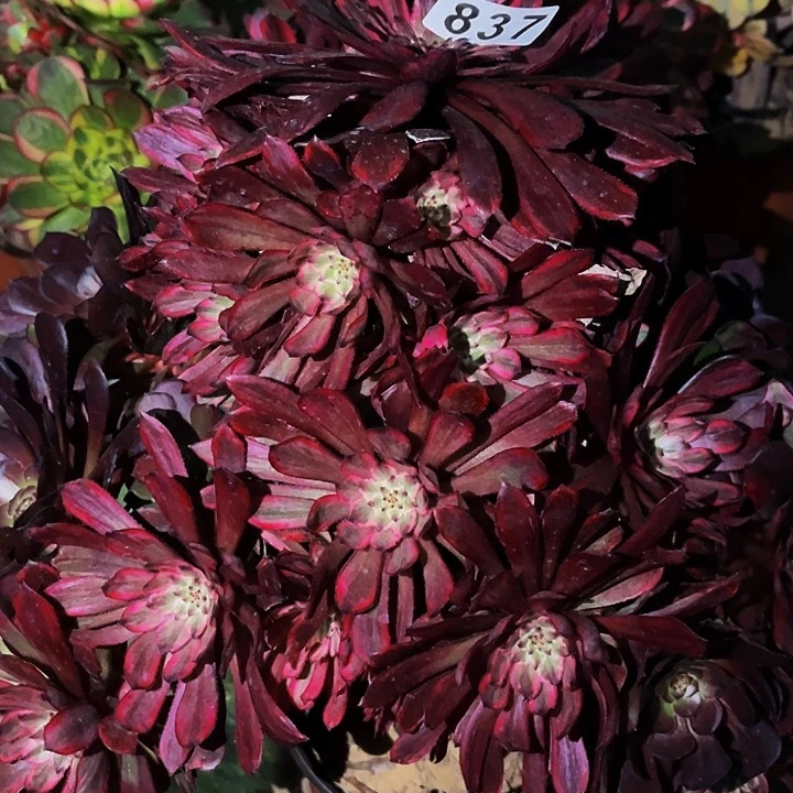 837紫霞多肉植物处理不售后