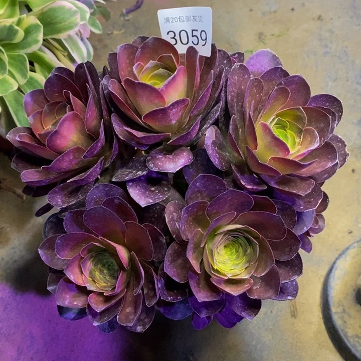 魅金玫瑰多肉植物3059
