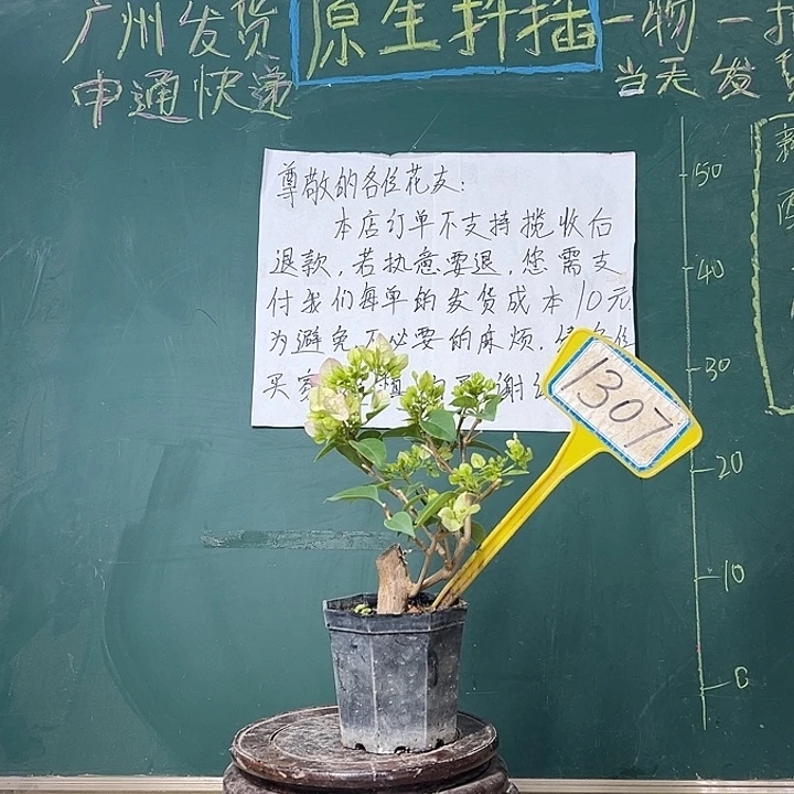 完全开放 绿樱 大宝  1307