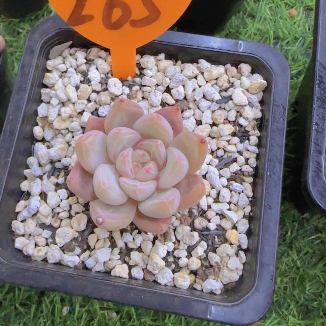 大**潘265多肉植物一物一拍