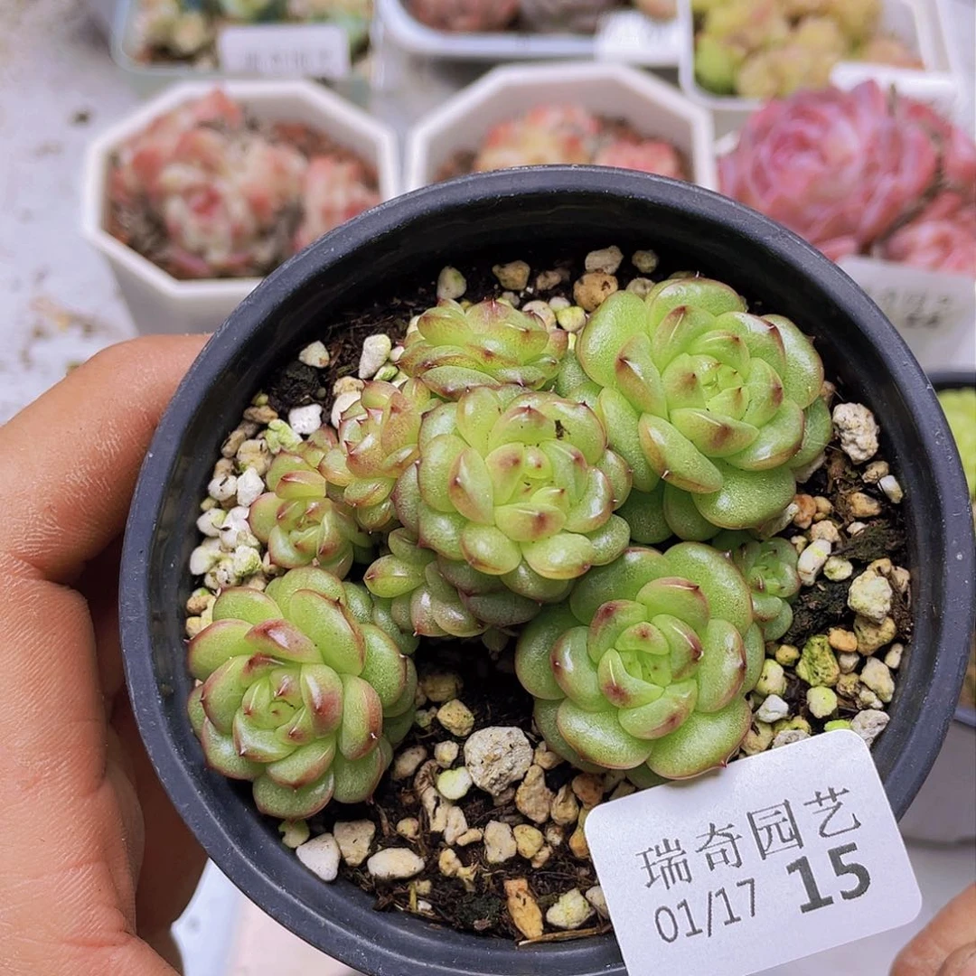 00000000000000015量拍