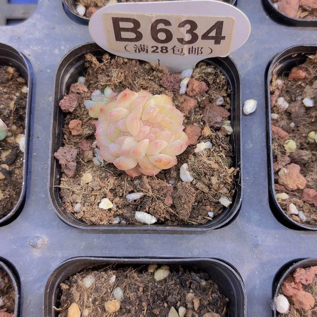 B634甘露缀一物一拍