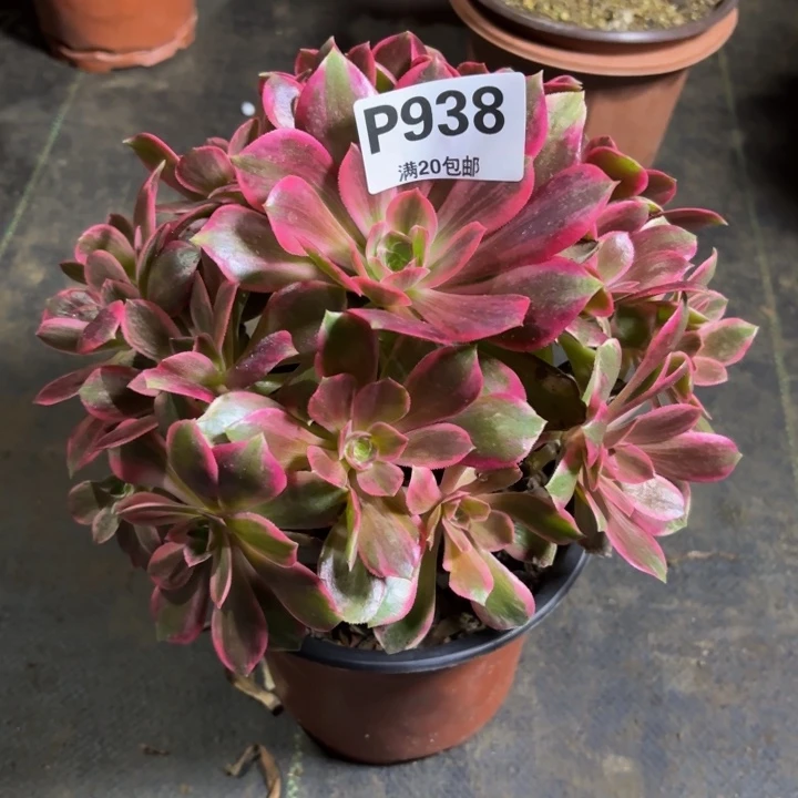 瑞妈，，。。。。938浣纱，