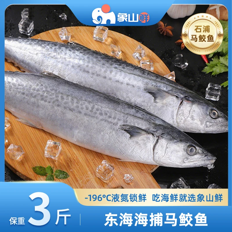 象山鲜东海海捕马鲛鱼液氮锁鲜石浦码头直发海鲜水产3斤