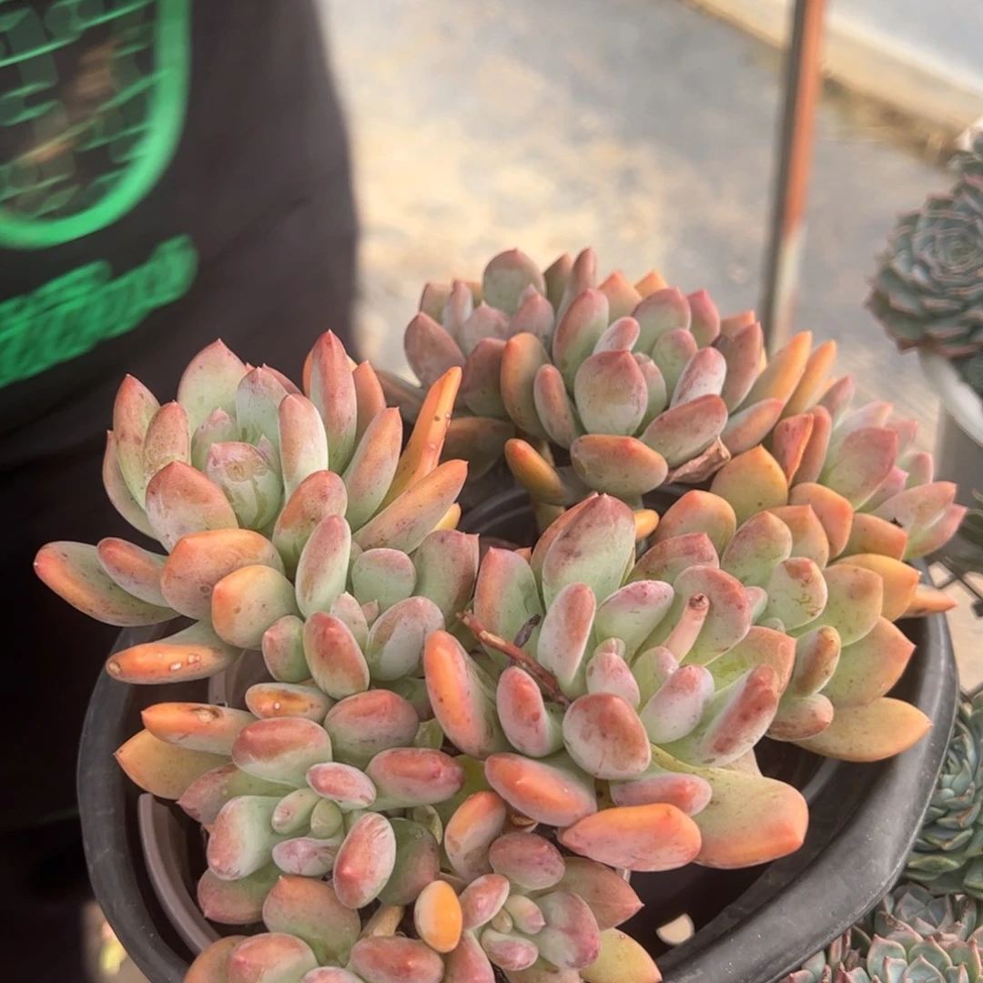 灰姑娘三头起发两盆，120杯