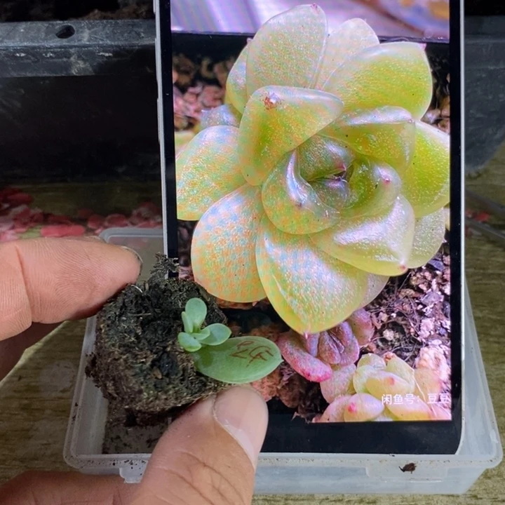 穴盘财富豆芽苗一个