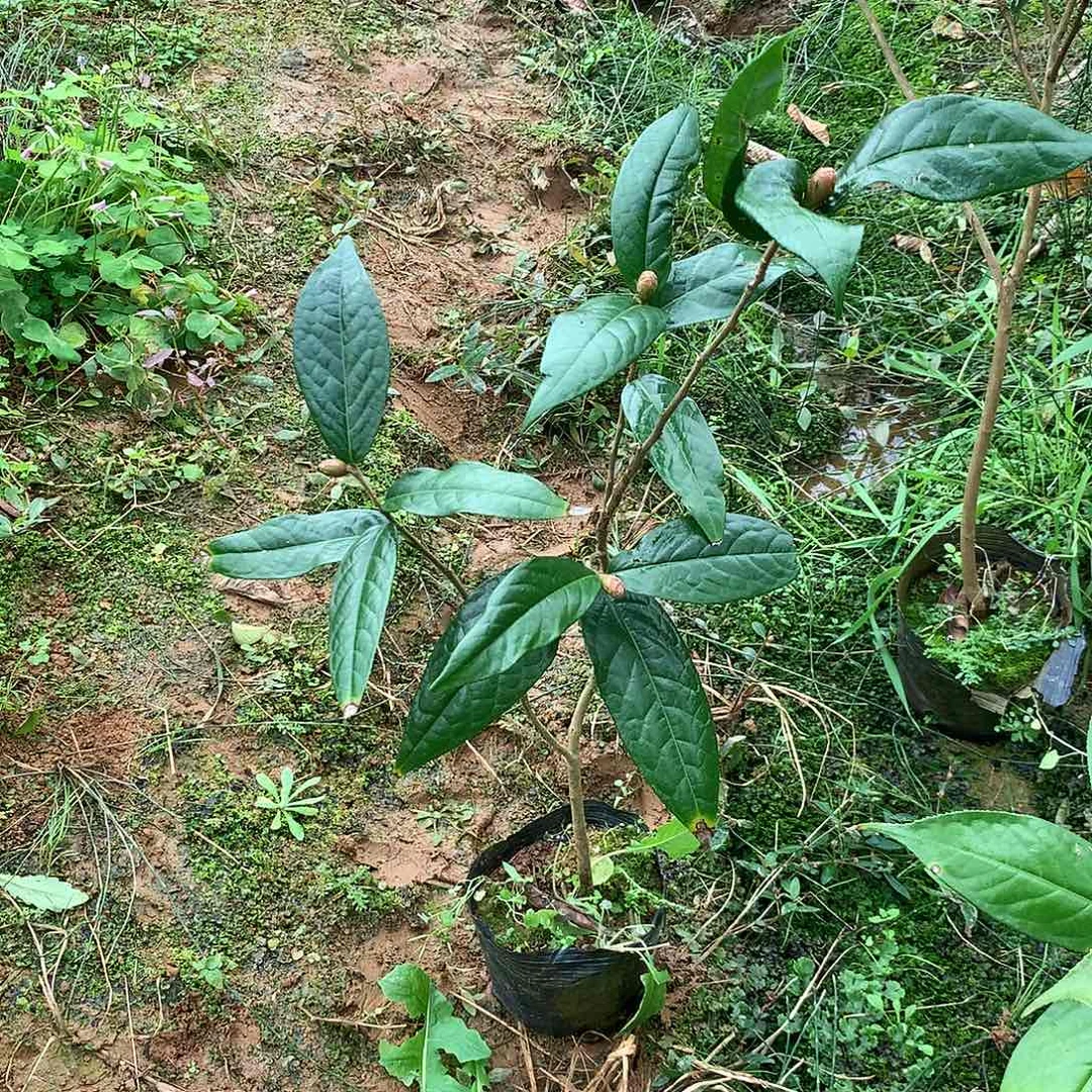 永***!无花朵隆安毛瓣金花茶