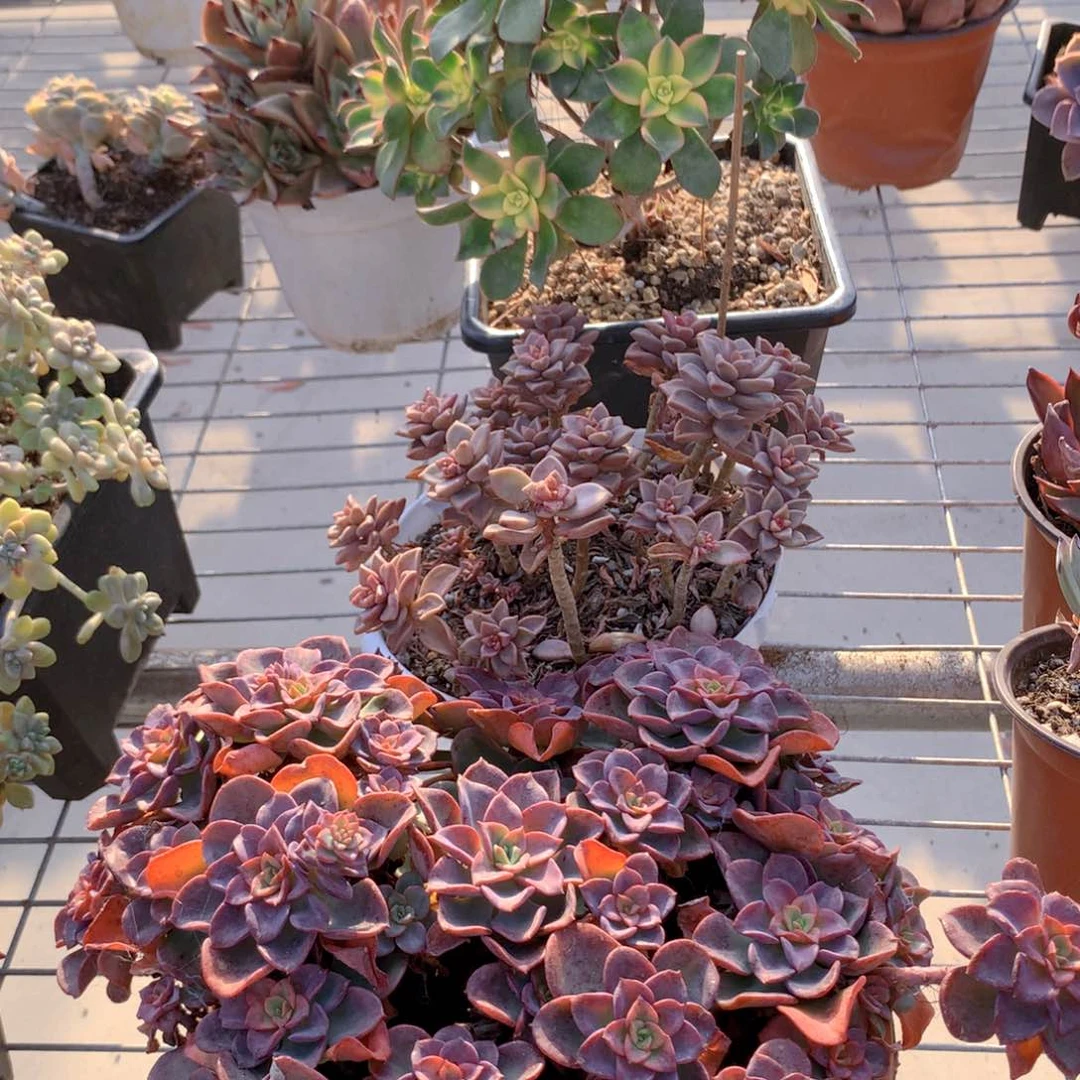 枫***影高贵大群多肉植物