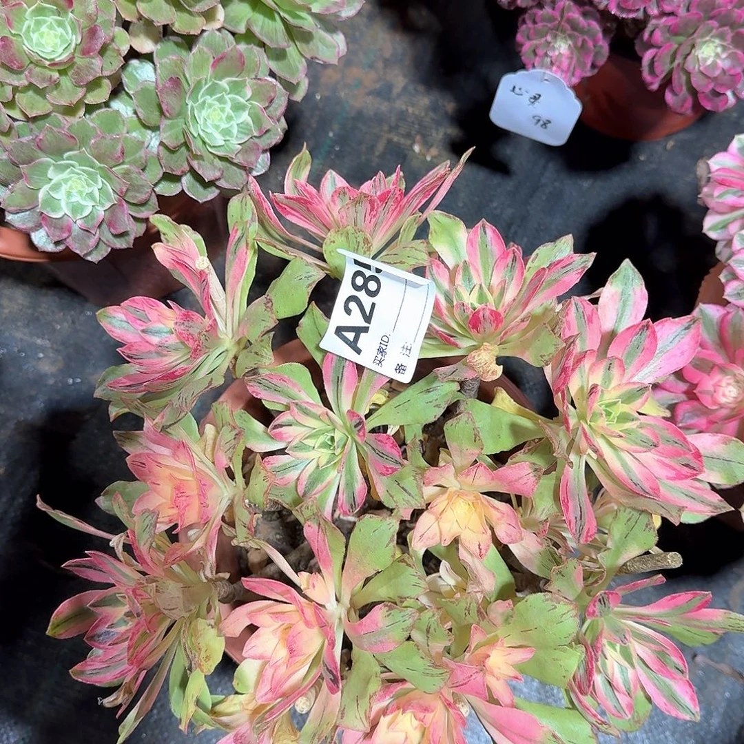 荷花多肉法师aaa285