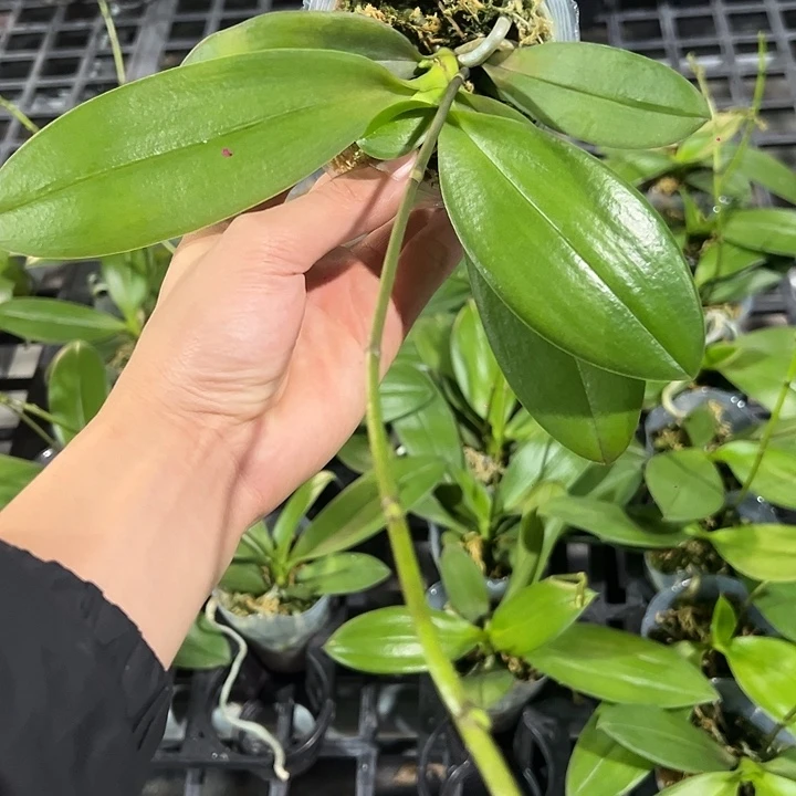 完全开放小莓果蝴蝶兰