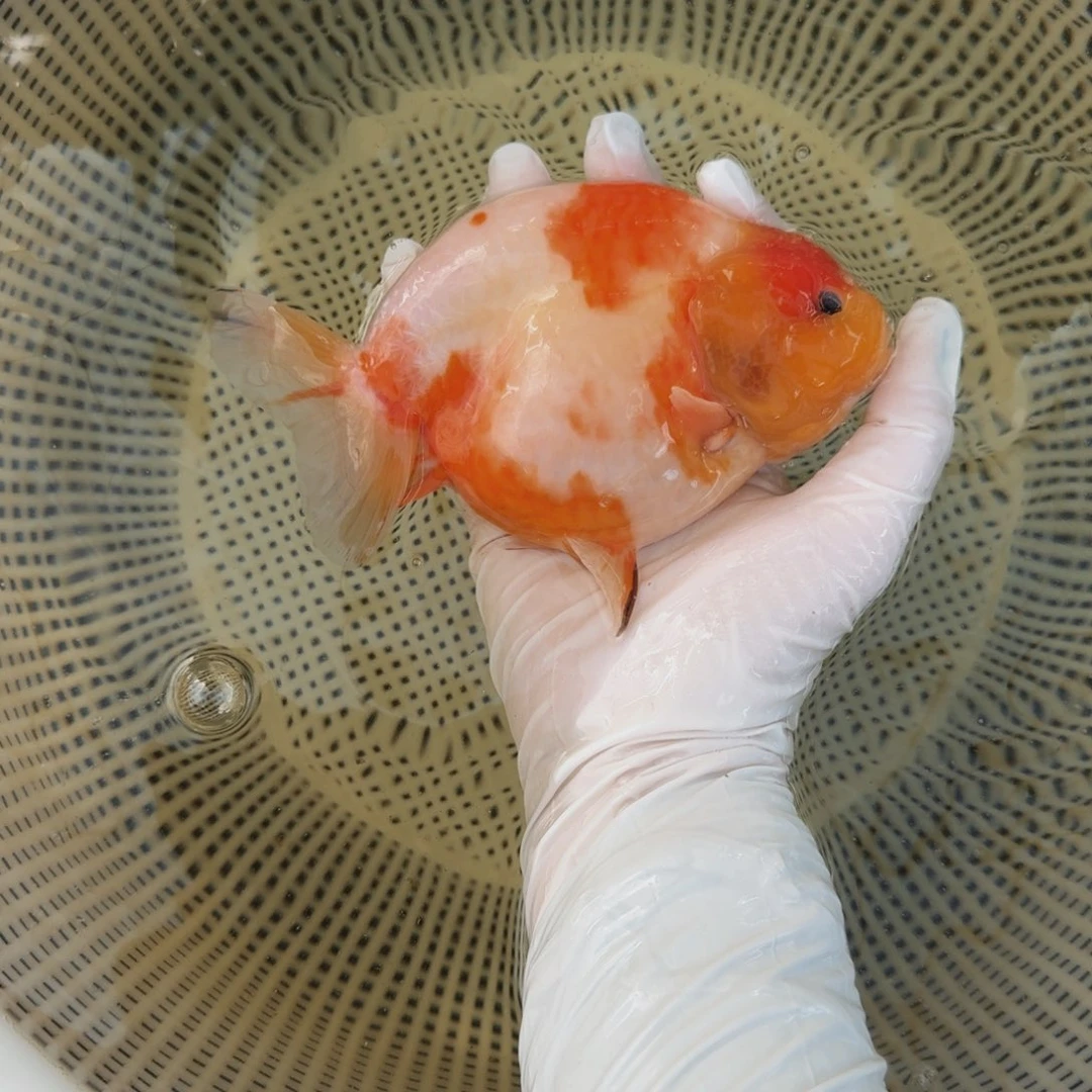 海水鱼压成大体兰寿落叶