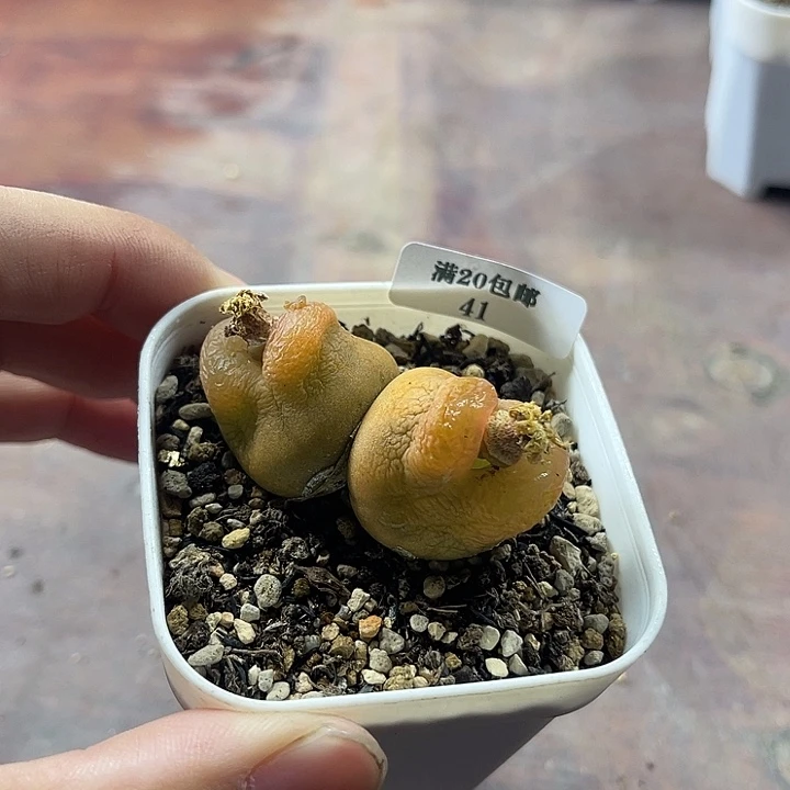 无花朵41、双头绒面毛