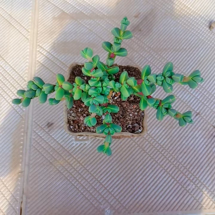 【鹿角海棠】黄大锤多肉阳台露台植物栽种养护