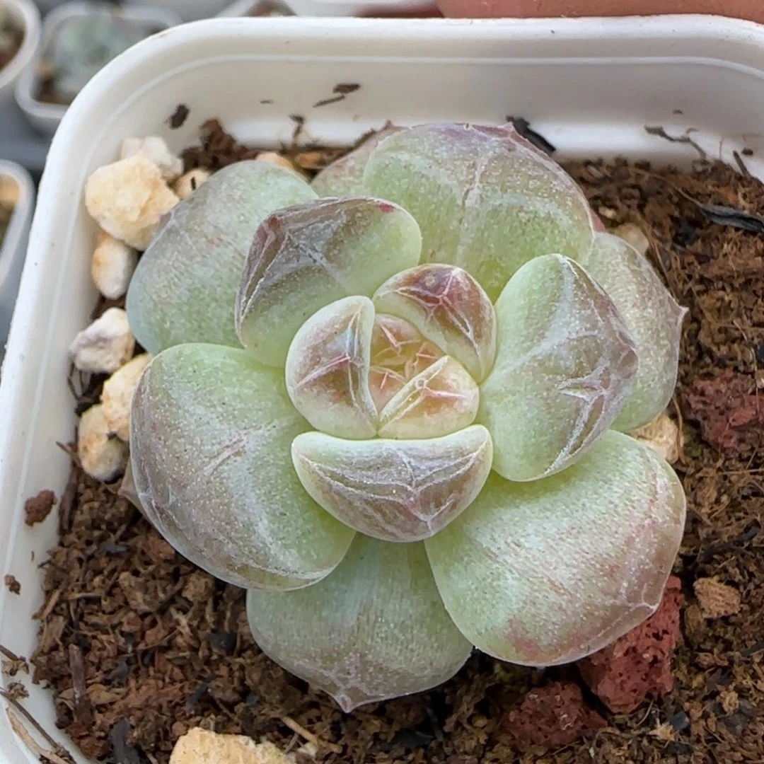小卡拉米糖心一物一拍