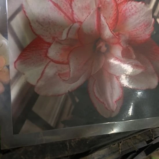 当前无花栽培后可以开花条纹黛丝6厘米裸根球3棵
