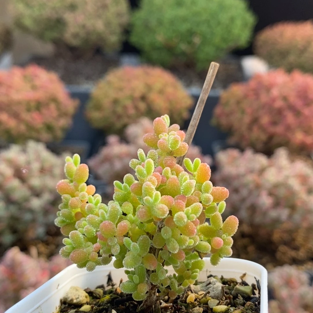 蜜橘糖球6697枝干番杏