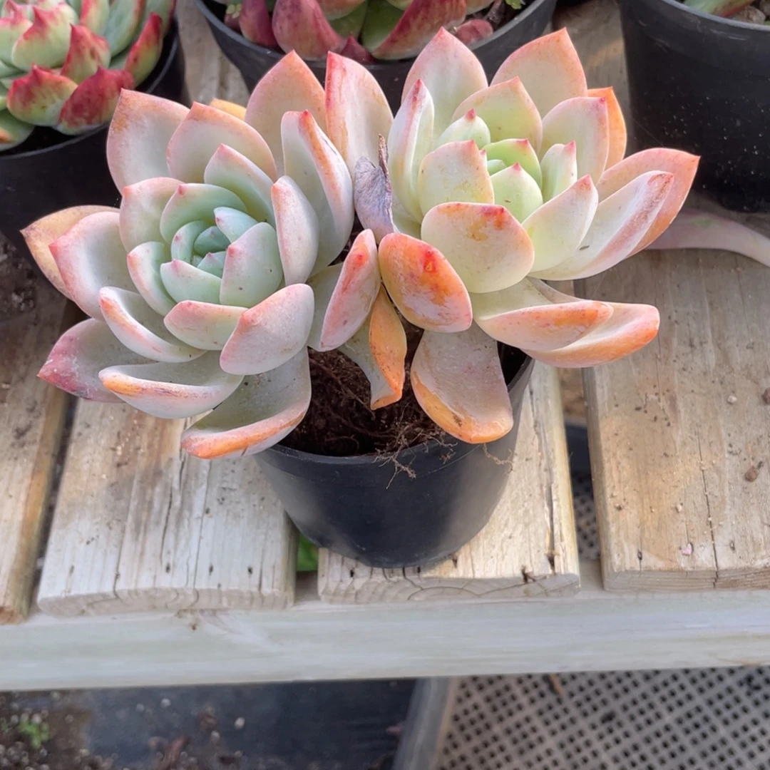 1505  凤橙  六月六