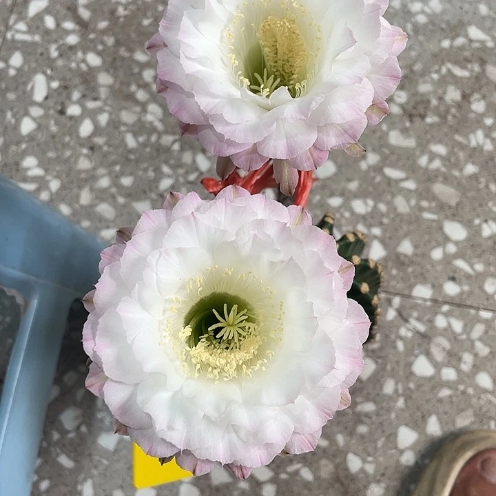 子***孒209号实生摘花脱土