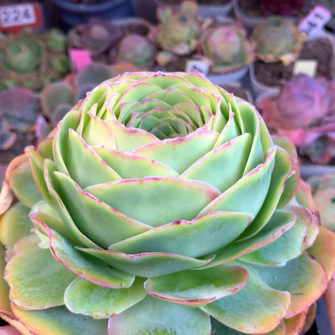 汁***周一物一拍恋红尘14方盆888