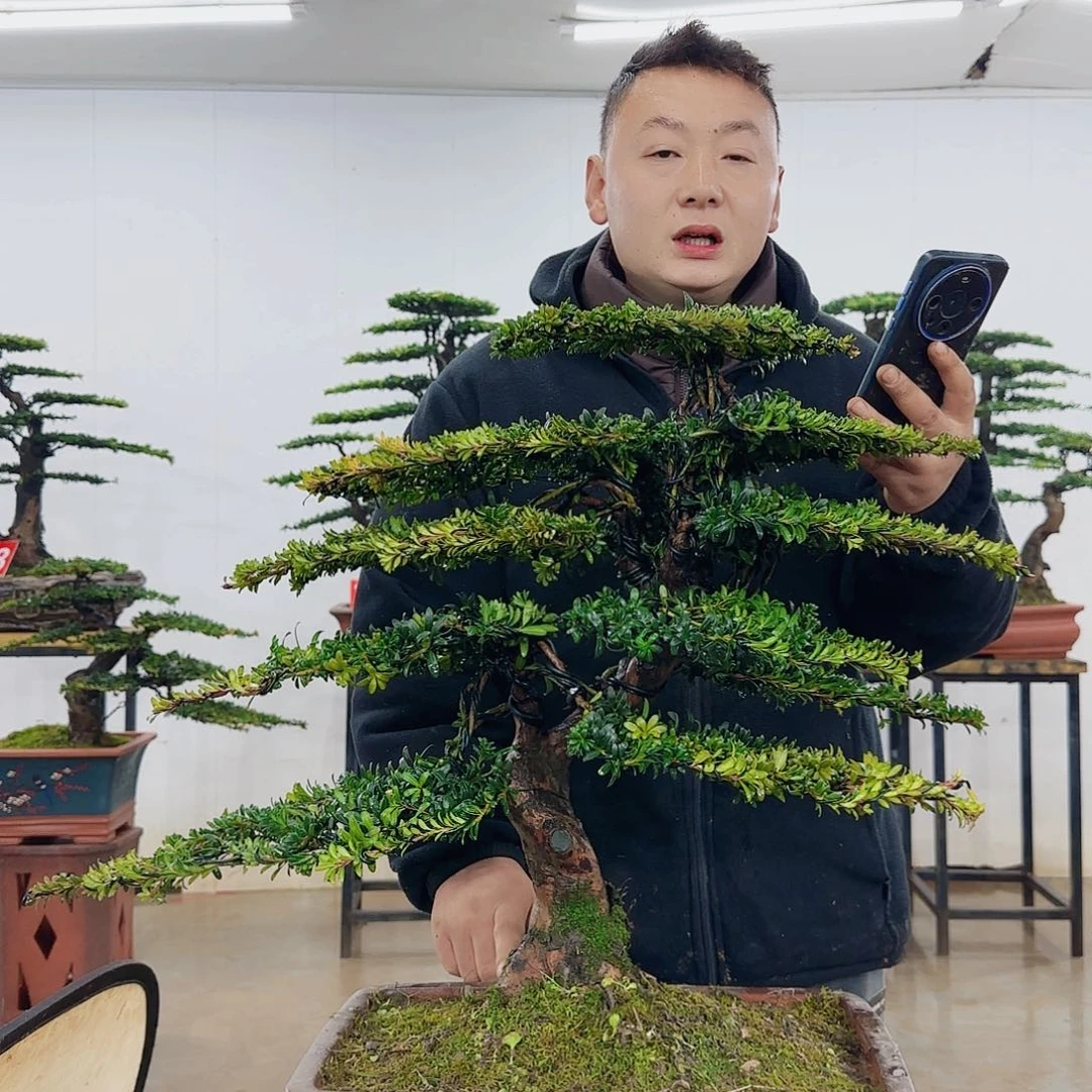 伦盆景制作过程非常