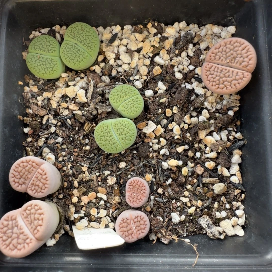 11.15。爱萌母本清盒脱土福利。8089